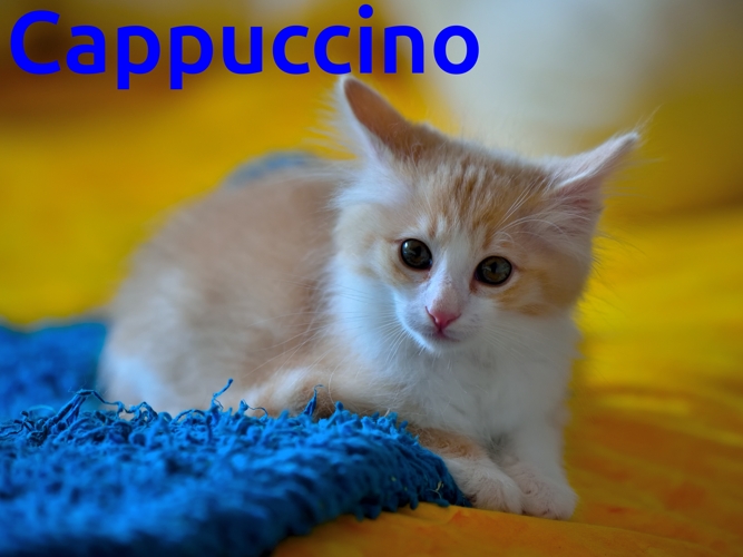 Capuccino