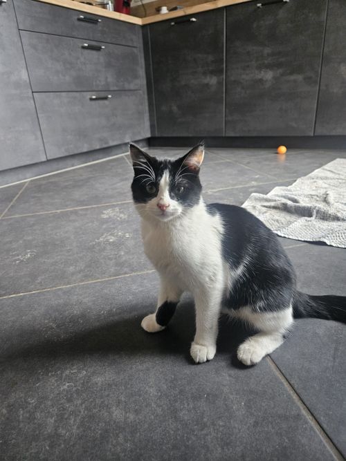 Domino