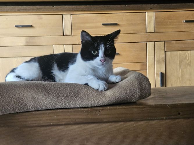 Domino