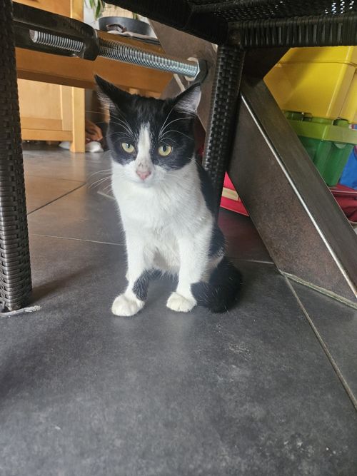 Domino