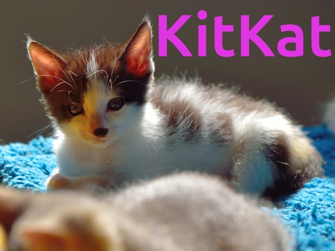 KitKat