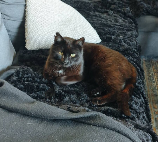 Lulu, chat mâle noir et roux