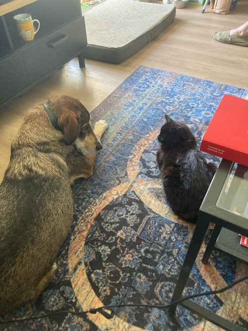 Lulu avec un chien