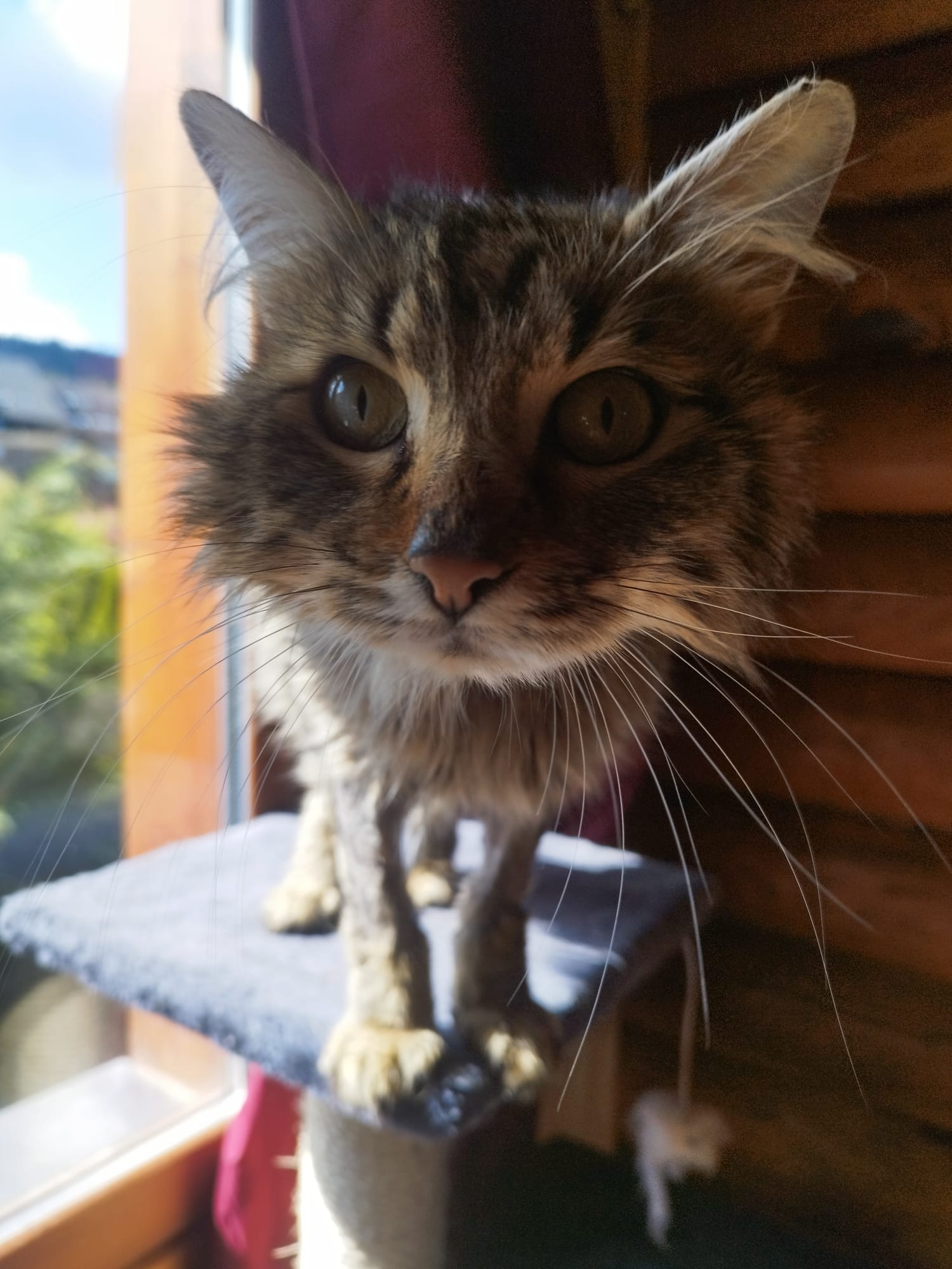 Minou