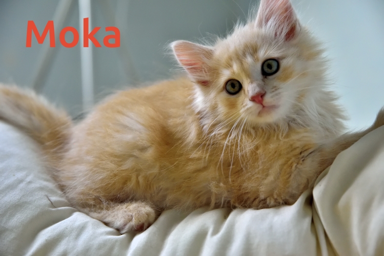 Moka