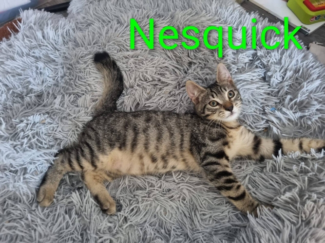 Nesquick