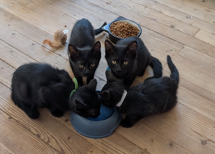 Bagheera, T'challa, Krokmou et Sherkan