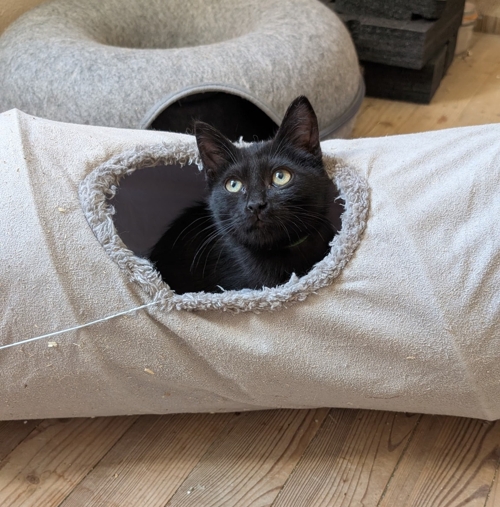 Bagheera, T'challa, Krokmou et Sherkan