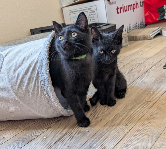 Bagheera, T'challa, Krokmou et Sherkan