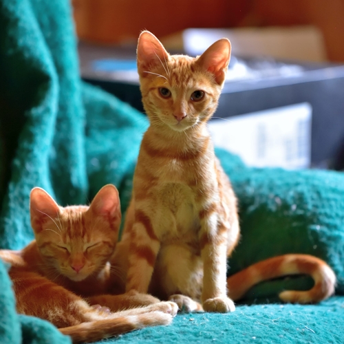 Rouki et Rouko
