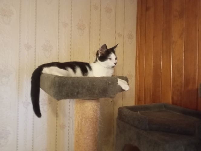 Toundra